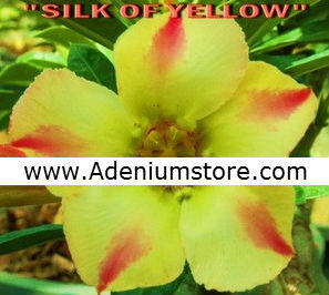 Adenium Obesum \'Silk of Yellow\' 5 Seeds
